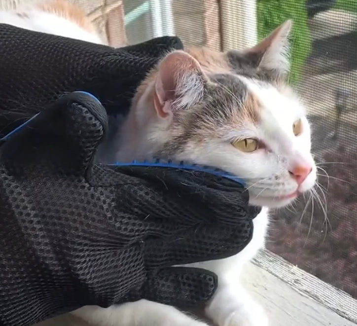 Deshedding Glove